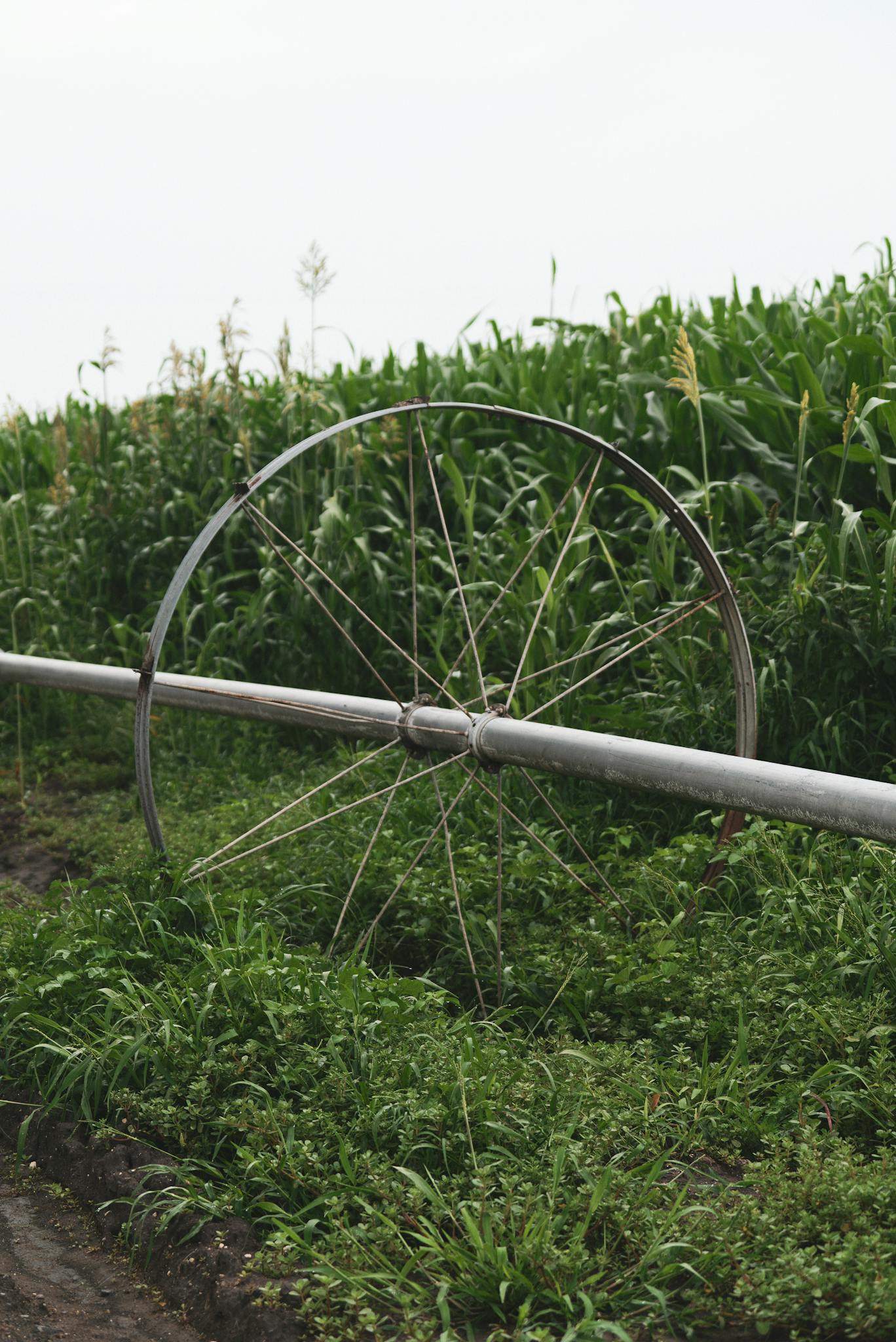 Efficient wheel sprinkler irrigation system in a lush cornfield.